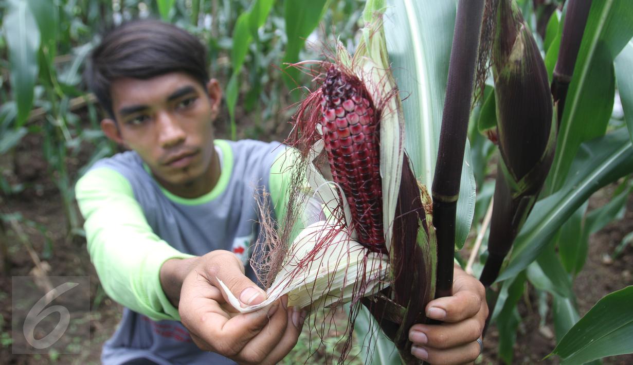Petani binaan Ewindo memanen jagung saat Expo Nasional Cap Panah Merah di Jawa Barat, Jumat (5/5). Ewindo meluncurkan lima varietas unggul sayuran diantaranya Cabai BAJA F1 dan Tomat OPTIMA F1 yang tahan terhadap virus Gemini.(Liputan6.com/Istimewa)