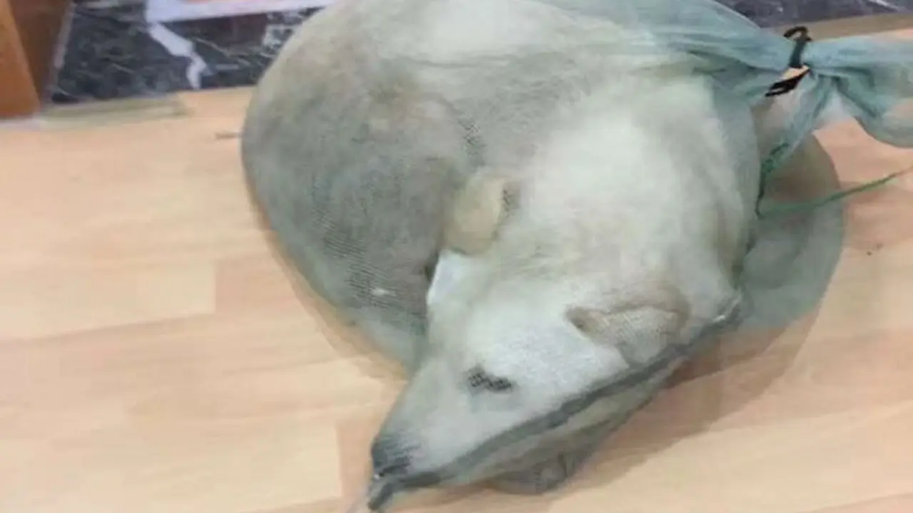 Pria Baik Hati, Selamatkan Anjing yang Dijual untuk Dimakan