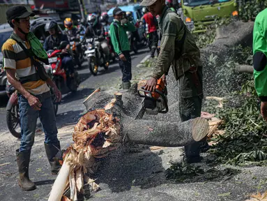 Petugas Suku Dinas Kehutanan Jakarta Timur menebang pohon di sisi jalan raya Bogor, Jakarta, Kamis (9/3/2023). Penebangan pohon dilakukan untuk antisipasi cuaca buruk yang seringkali mengakibatkan tumbangnya pohon di berbagai kawasan ibu kota.  (Liputan6.com/Faizal Fanani)