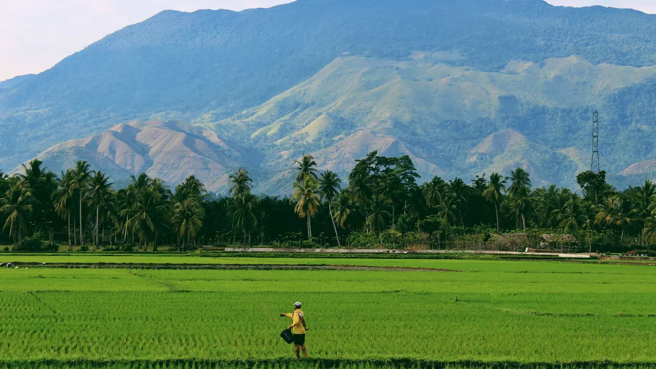 Ilustrasi sawah