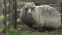 Domba 'Shaun The Sheep'. (ABC News)