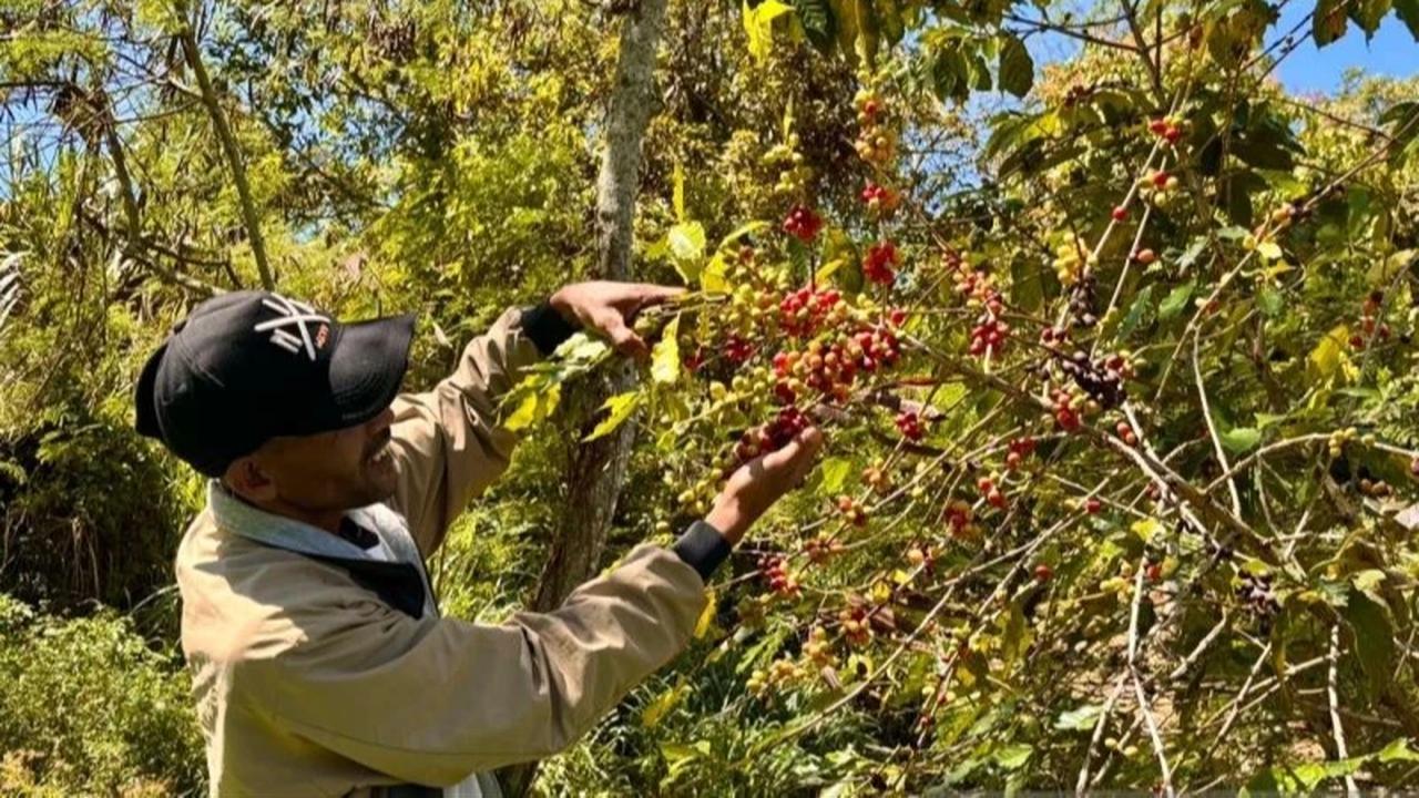 Pemkab Bener Meriah Berjuang Buka Akses Jalan Perkebunan Demi Panen Kopi