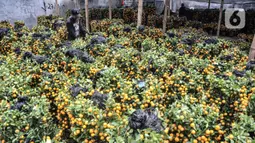Pekerja merawat pohon jeruk Kim Kit di Meruya, Jakarta Barat, Selasa (25/1/2022). Banyak warga membeli pohon jeruk Kim Kit untuk dikirim kepada kerabat dan juga sebagai hiasan Imlek. (merdeka.com/Iqbal S. Nugroho)