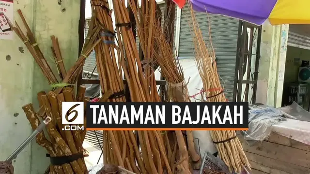 Pemerintah Provinsi Kalimantan Tengah melarang pengiriman tanaman bajakah. Tanaman Bajakah disebut bisa digunakan untuk mengobati kanker.