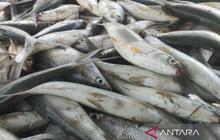 Tahukah Anda, 70% Biaya Produksi Ikan adalah Pakan? Pemkab Kuningan Fokus Kembangkan Perikanan Budidaya