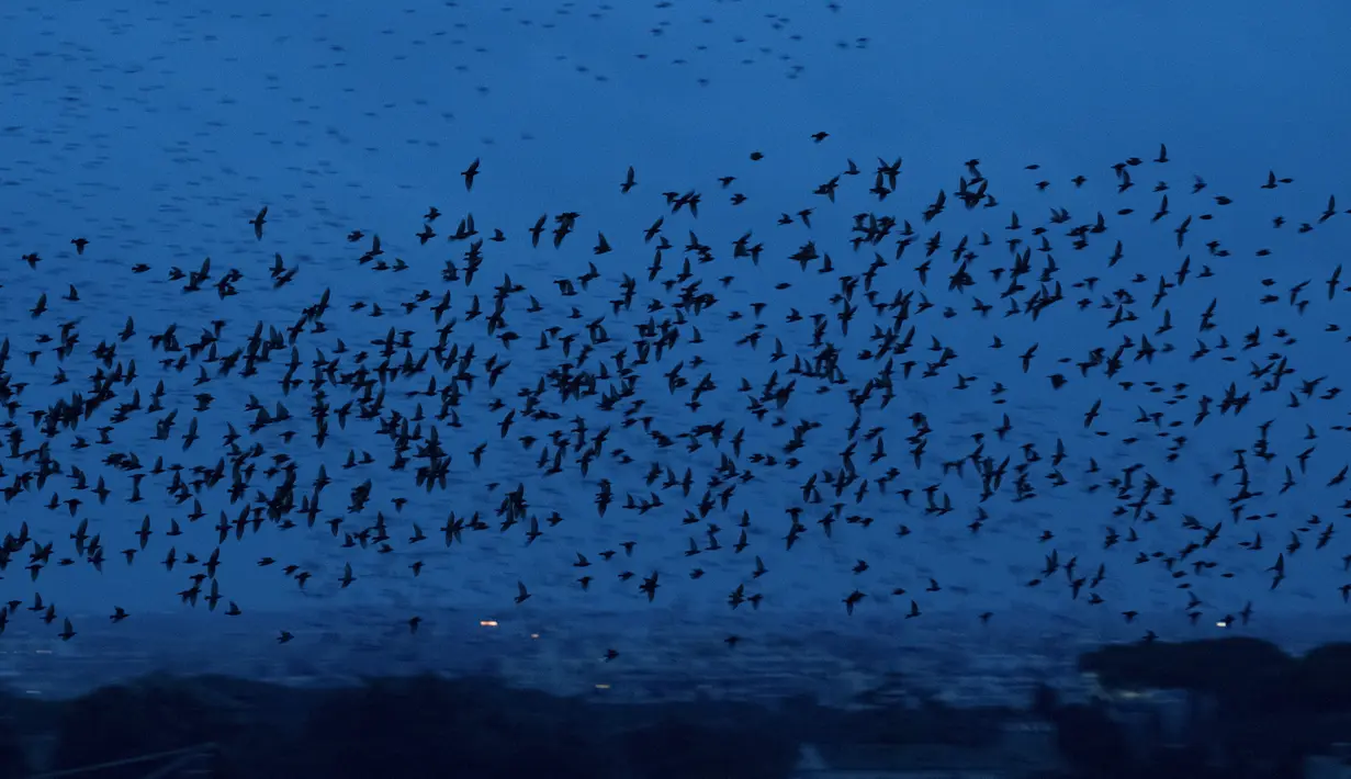 Burung Jalak terbang di langit Roma, Italia (20/12/2019). Burung jalak kerap terbang secara bergerombol dalam formasi yang sangat indah di langit. (AFP Photo/Tiziana Fabi)