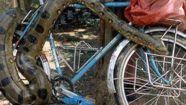 8 Potret Nyeleneh Parkiran Sepeda, Ada Hewan Penunggu yang Bikin Bergidik