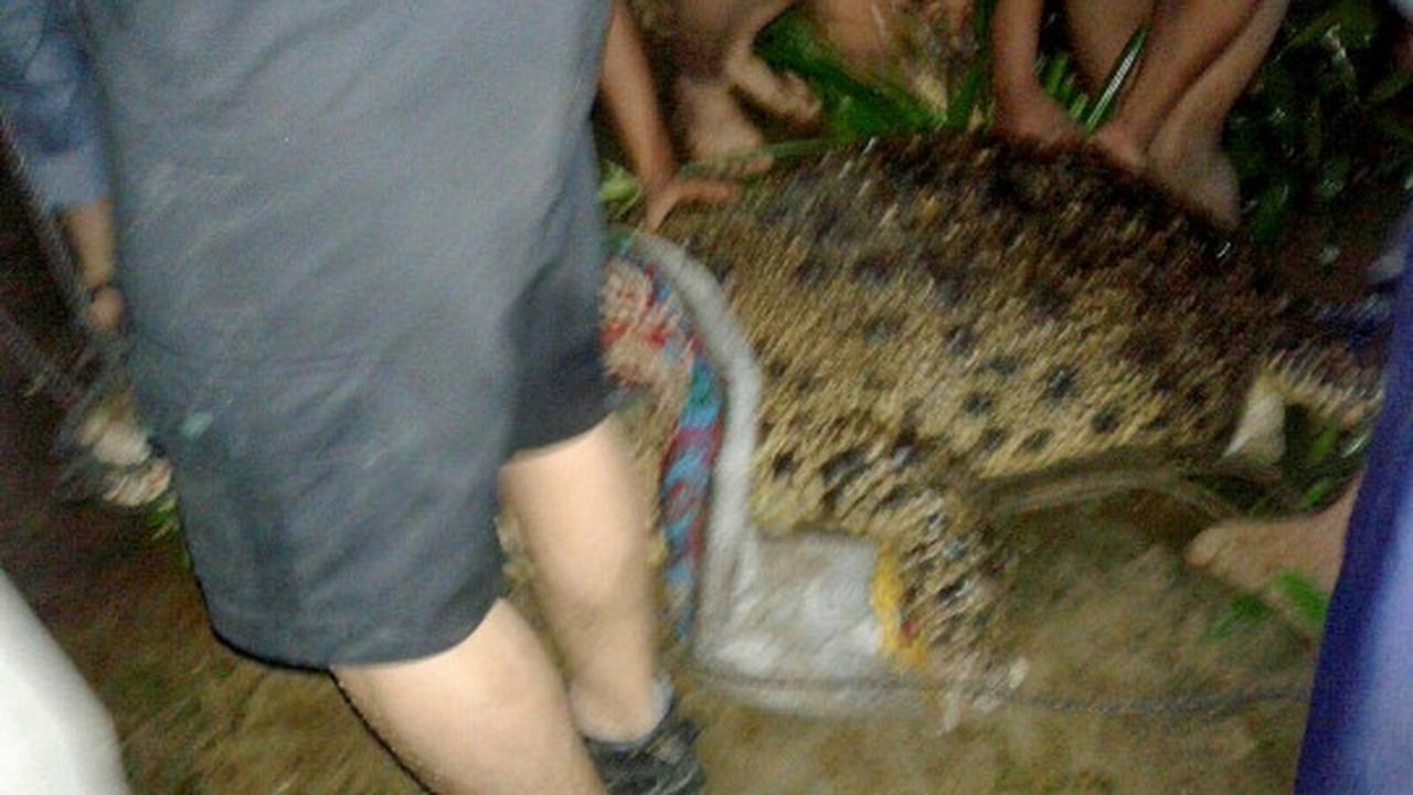 Pawang tangkap belasan buaya yang lepas saat banjir di Sumut