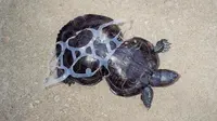 Kura-kura yang terjerat plastik (Sumber: huffpost)