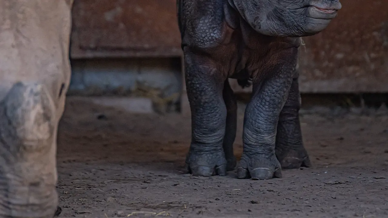 Potret putri setengah ton badak Asha tengah bedampingan dengan sang induk.di Chaster Zoo, Oktober 2022. (Dok. Cahster Zoo)