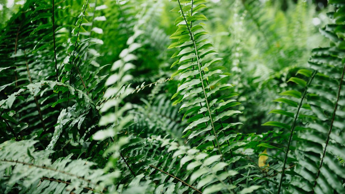 Bukan Cuma Hiasan! Ini Rahasia 7 Tanaman yang Baik untuk Oksigen di Rumah Intip Posisi Terbaiknya