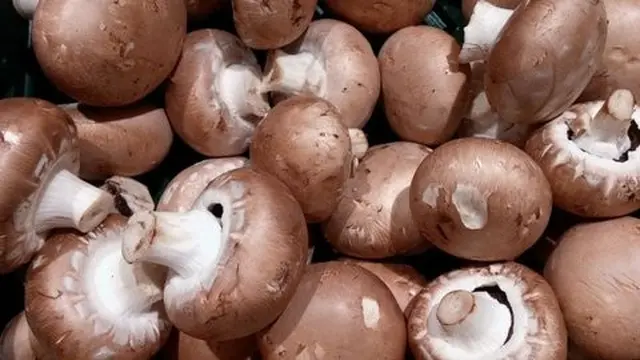 Sayuran dengan Kandungan Protein Tertinggi yang Bisa Ditanam Sendiri