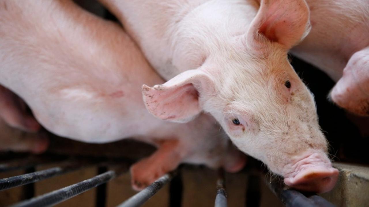 Ilustrasi bayi babi mutan. (AP)