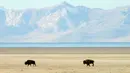 Bison berjalan menyusuri tepian Great Salt Lake di Pulau Antelope, Utah, Amerika Serikat, 28 Oktober 2022. Mereka kemudian dilepaskan kembali ke pulau atau dijual di pelelangan umum untuk menjaga kawanan pada tingkat yang dapat dikelola sekitar 500 ekor. (AP Photo/Rick Bowmer)
