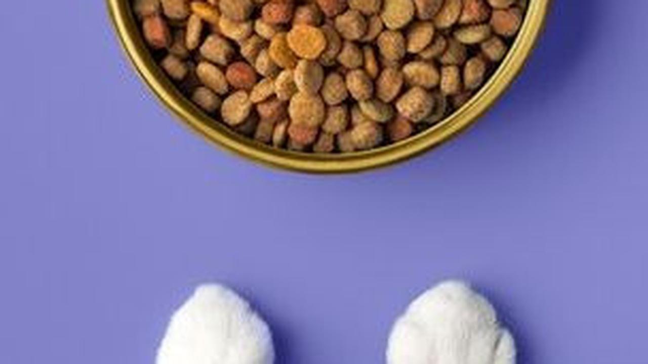 Dry Food Atau Wet Food? Ini Makanan Yang Bagus Untuk Kucing Kesayanganmu