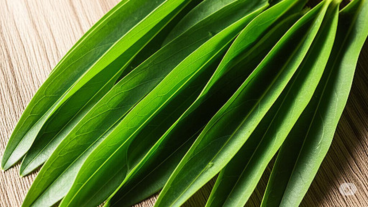 4 Manfaat Daun Suji, Pewarna Alami yang Menyimpan Khasiat Kesehatan