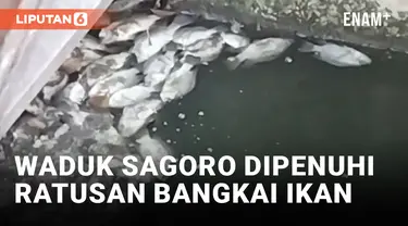 Terjangkit Parasit, Ratusan Ikan Mati Mengambang di Waduk Sagoro Kelapa Gading