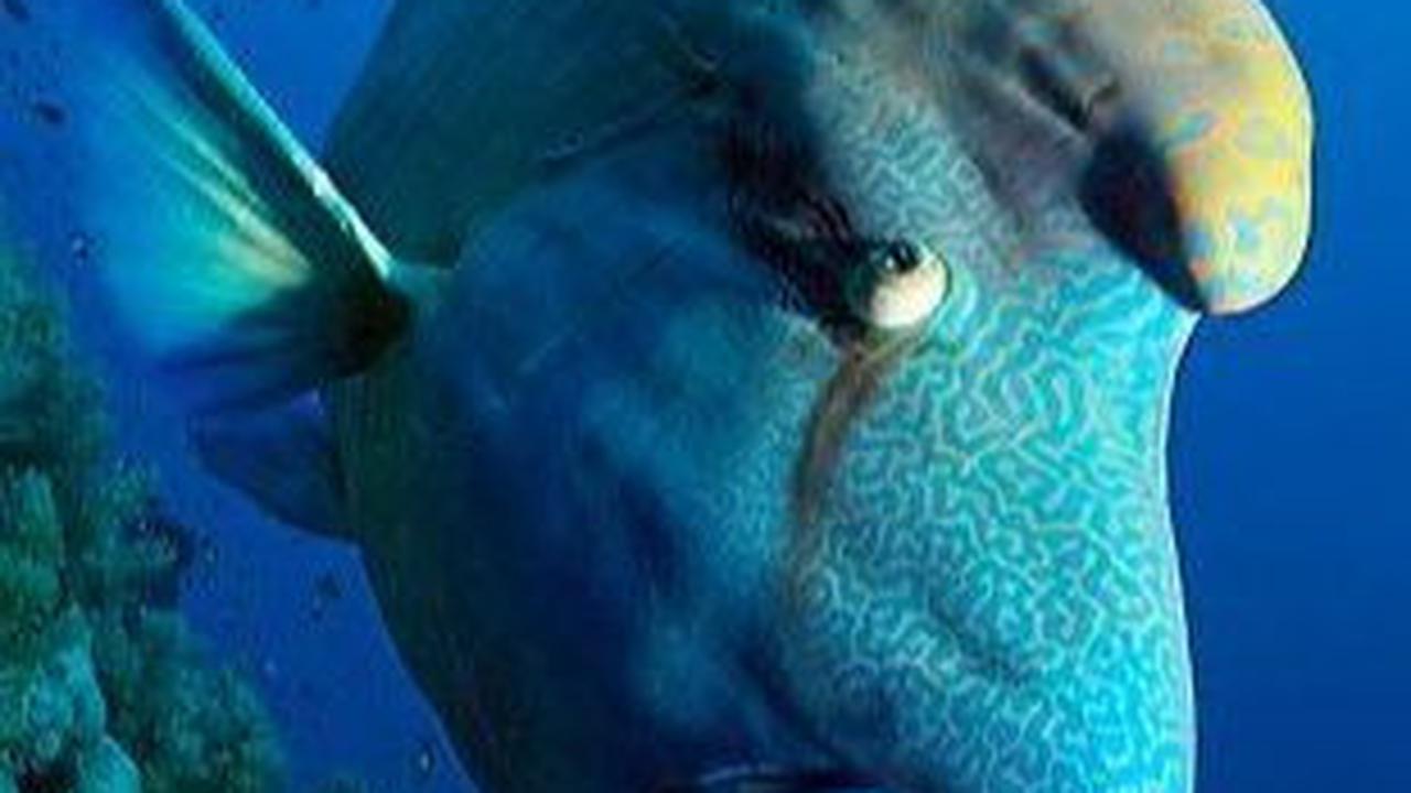<b>Ikan Wrasses</b>