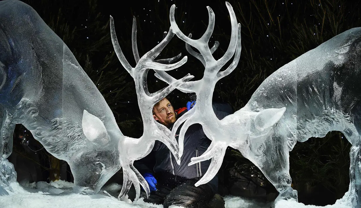 Pemahat es Darren Jackson memberi sentuhan akhir pada patung es dua rusa sebelum melangsungkan pameran bertema "The Ice Adventure: A Journey Through Frozen Scotland" di Edinburgh, Skotlandia (14/11). (AFP Photo/Andy Buchanan)