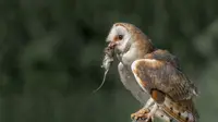 Teknologi IPHA Sukses Dongkrak Produksi Padi, Menteri PU Apresiasi Bantuan 1.000 Burung Hantu dari Presiden