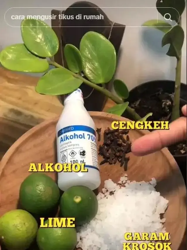 Mengusir Nyamuk dan Kecoa Tanpa Semprotan dengan Murah, Hanya Butuh 3 Bahan Dapur