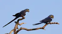 Burung Hyacinth Macaw merupakan yang terpanjang dari spesiesnya. (Wikipedia)