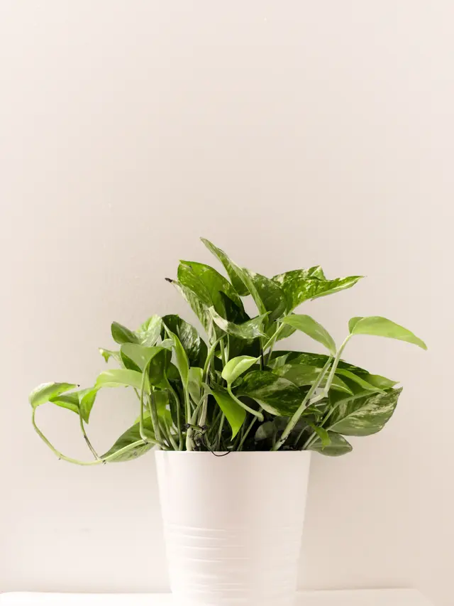 Terkena Serangan Hama dan Penyakit