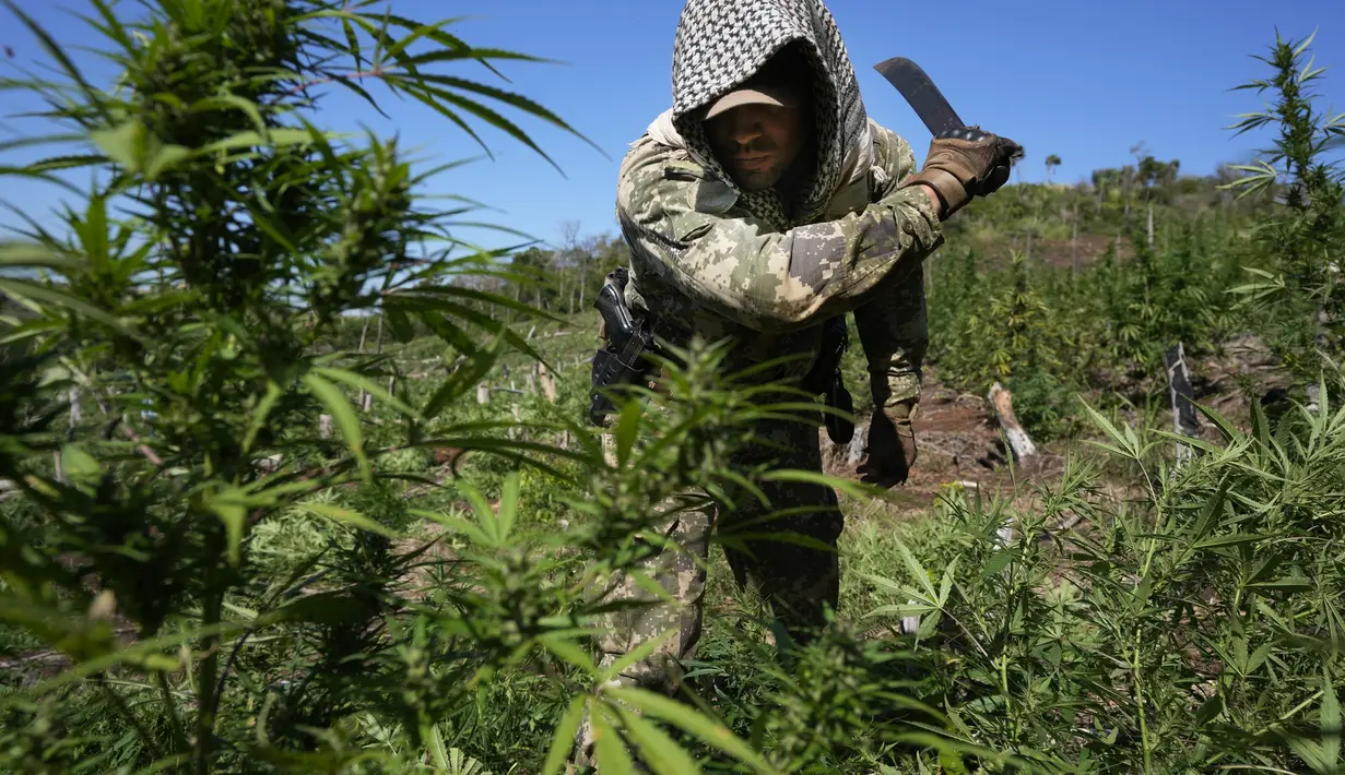 Seorang petugas pasukan keamanan SENAD Paraguay menebang tanaman ganja sebagai bagian dari operasi yang diciptakan Aliansi Baru XXXII di Koloni Maria Auxiliadora departemen Amambay di Paraguay utara (24/5/2022). (AP Photo/Jorge Saenz)