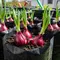 10 Cara Membuat Bawang Merah Berumbi Besar agar Hasil Panen Lebih Maksimal