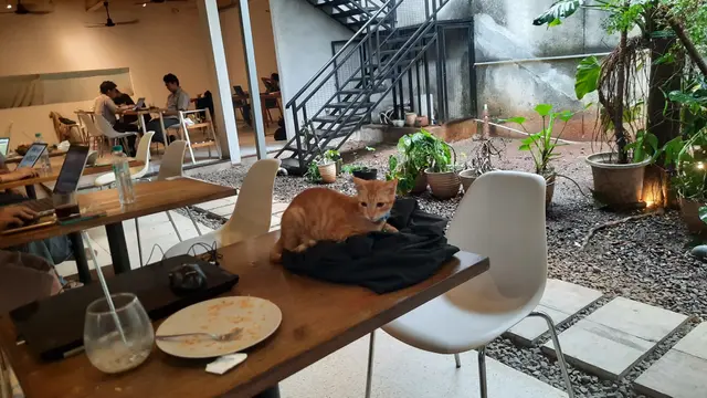 Kenalan dengan Momo, Si Kucing Manajer 'Sibuk' di Kafe Bergaya Japandi di Jaksel