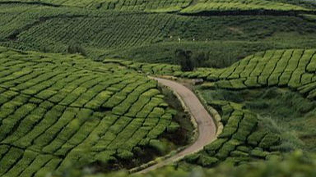 Sejarah Kebun Teh Kayu Aro Jambi, Perkebunan Tertua di Indonesia Sejak Abad 20