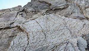 Foto yang diambil pada September 2025 dan dirilis pada Selasa, 16 Desember 2025, oleh Taman Nasional Stelvio ini memperlihatkan jejak kaki dinosaurus Plateosaurus dari periode Trias Akhir di lereng Valle di Fraele, Italia utara. (Dok. AP/Elio Della Ferrera/Taman Nasional Stelvio)