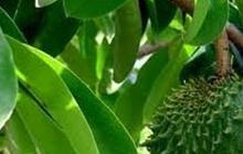Daun Sirsak Punya Banyak Manfaat Kesehatan, ini Daftarnya