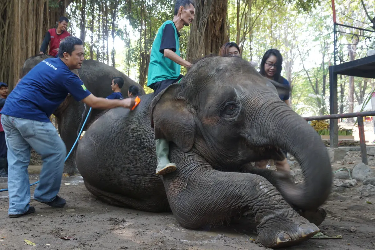 Kebun Binatang Taman Satwa Taru Jurug Tutup