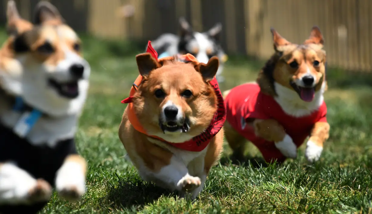 Anjing-anjing Corgi berlomba dalam kejuaraan "Corgi Nationals" California Selatan di Arena Balap Santa Anita di Arcadia pada 26 Mei 2019. Ratusan anjing corgi yang mengikuti kejuaraan ini memperebutkan gelar anjing tercepat. (Photo by Mark RALSTON / AFP)