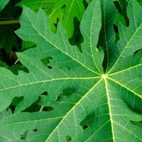 Daun pepaya (Sumber: iStock)