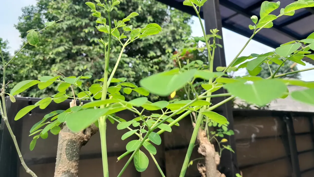 Daun Kelor