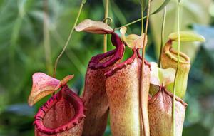 Tanaman Kantong Semar Dianggap mirip penis. Photo by David Clode on Unsplash