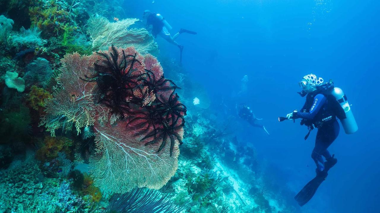 FOTO: Raja Ampat Hadapi Tekanan di Tengah Keajaiban Bawah Laut