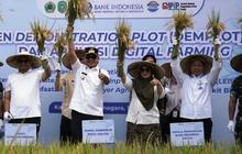 Fantastis! Sistem LEISA Kukar Dongkrak Panen Padi Hingga 74%, Capai 6,2 Ton per Hektare