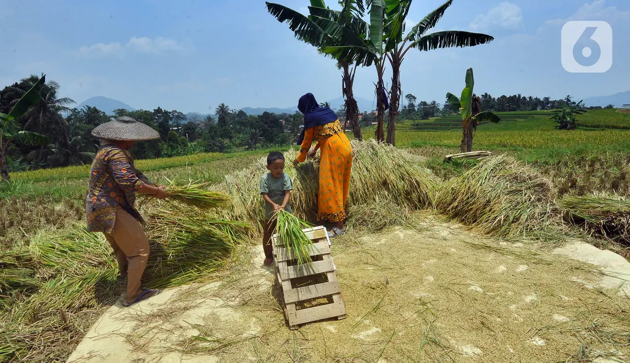 Untuk HPP gabah ditetapkan gabah kering panen (GKP) di tingkat petani Rp 5.000 per kilogramg dan di tingkat penggilingan Rp 5.100 per kilogram. (merdeka.com/Arie Basuki)