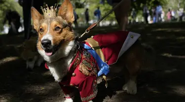 Ruffus, seekor Cardiganshire Corgi, ikut serta dalam parade anjing corgi untuk mengenang mendiang Ratu Elizabeth II, di luar Istana Buckingham, di London, Minggu, 3 September 2023.  (AP Photo/Alastair Grant)