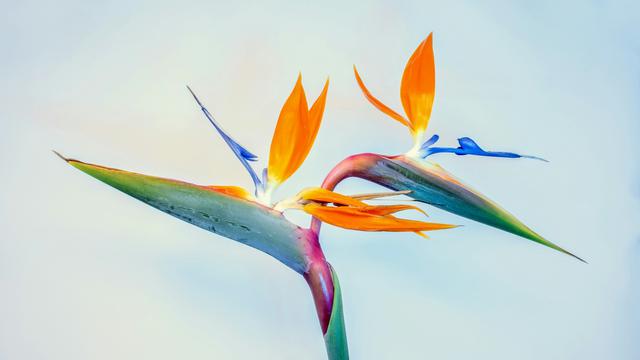 Bird of Paradise