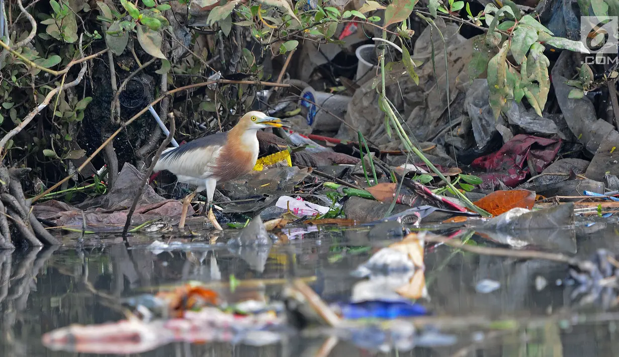 Burung residen Blekok Sawah (Ardeola speciosa) terlihat di kawasan Hutan Lindung Angke Kapuk, Jakarta, Sabtu (11/5/2019). Kegiatan dalam rangka Hari Burung Migrasi Sedunia tersebut mengangkat tema Lindungi Burung: Jadi Solusi Terhadap Polusi Plastik. (Liputan6.com/Herman Zakharia)