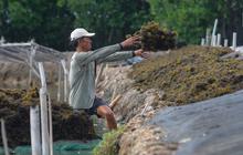 Kemenperin Pasang Target Transaksi Rp15 Miliar dari Rumput Laut, Begini Caranya