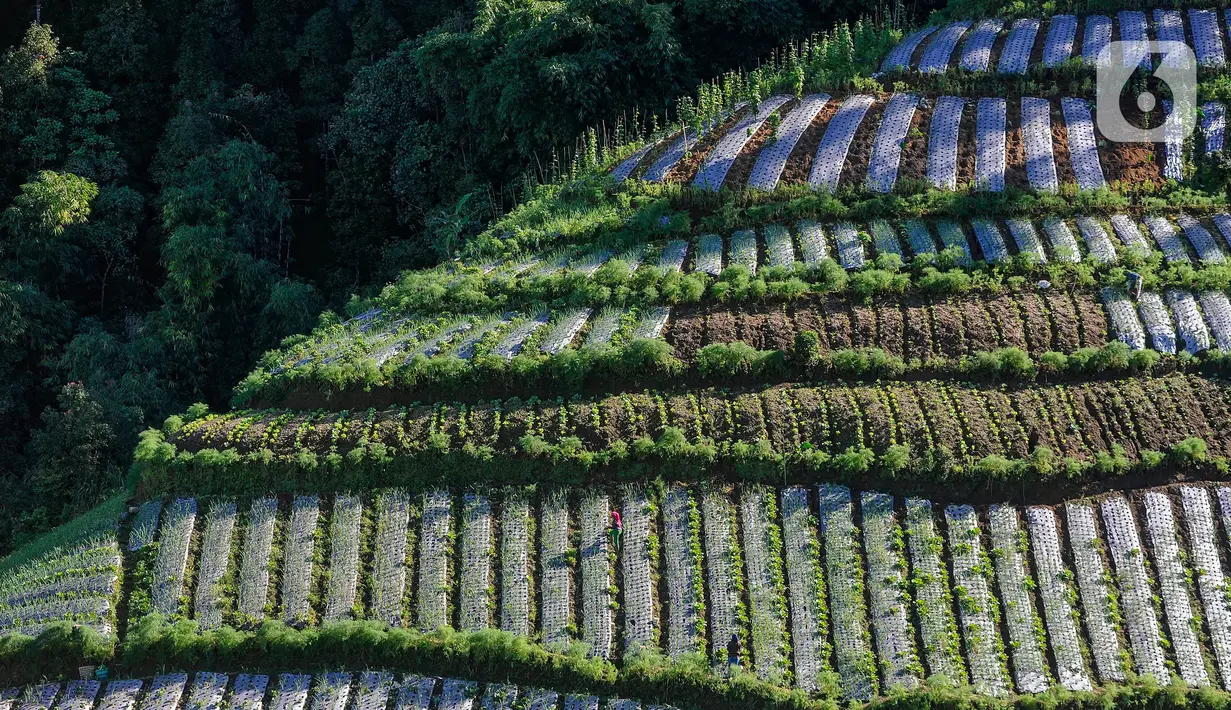 Sebagian besar warga di sini bermata pencaharian sebagai petani sayur dan buah, yang mereka kelola di tanah-tanah pegunungan. (merdeka.com/Arie Basuki)