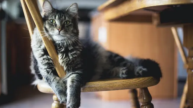 Hubngan bulu kucing dengan kesehatan