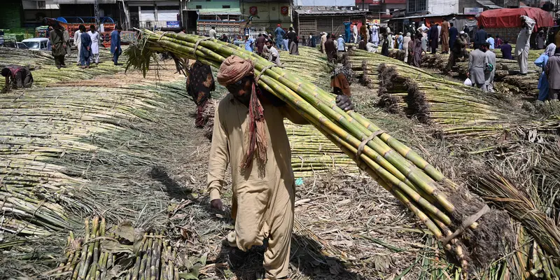 Potret Para Buruh Gendong Pasar di Pakistan