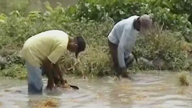 Petani Jombang Merugi Puluhan Juta Rupiah Akibat Banjir