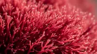 7 Manfaat Alga Merah untuk Kesehatan dan Kecantikan, Dari Lautan untuk Kehidupan